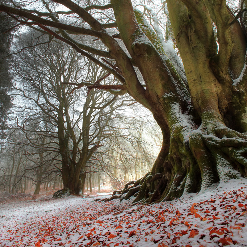 Winter Beech Kinclaven Perthshire
